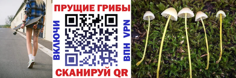 Псилоцибиновые грибы Cubensis Тутаев
